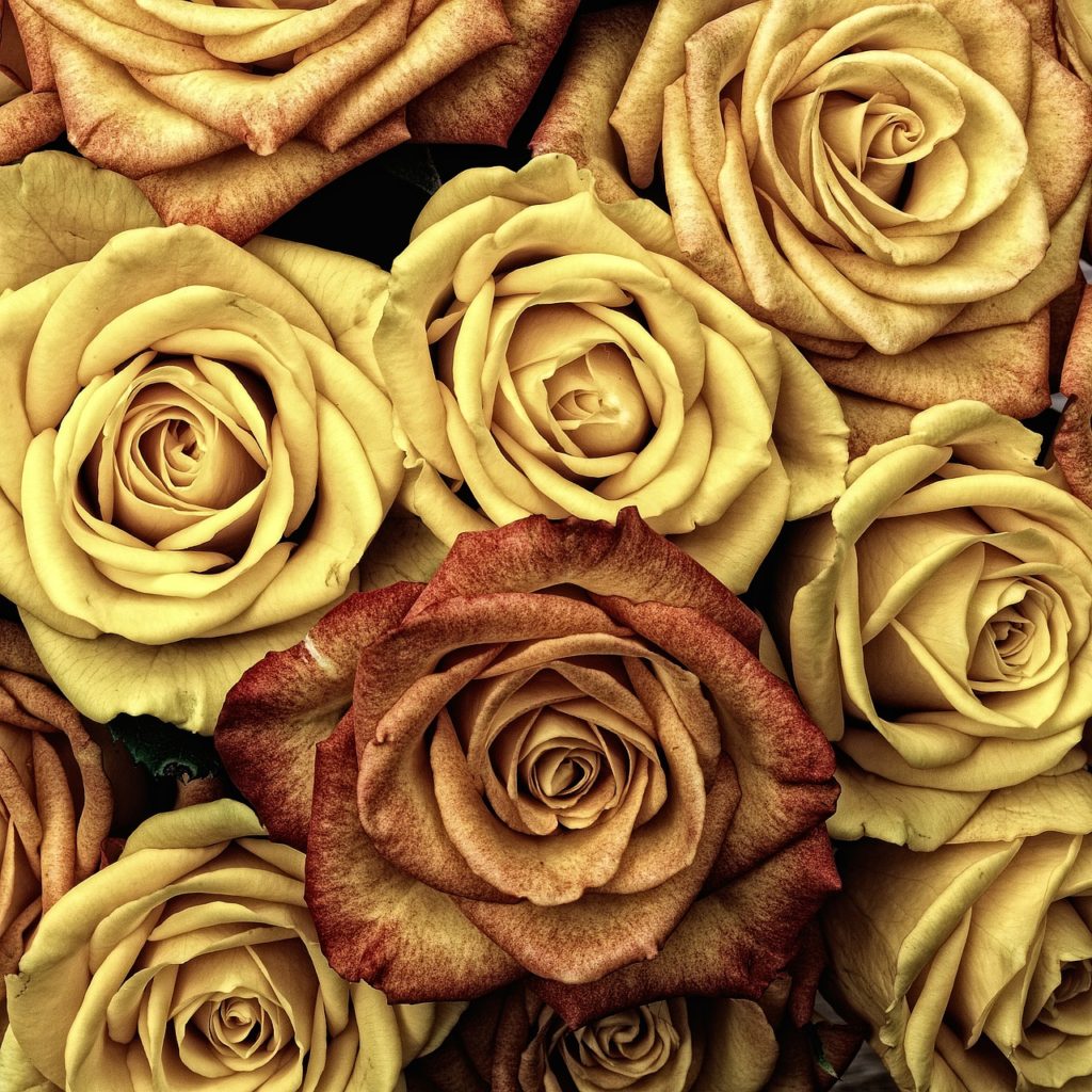 flowers, roses, plant-66527.jpg