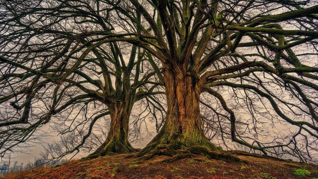 tree, nature, wood-3097419.jpg