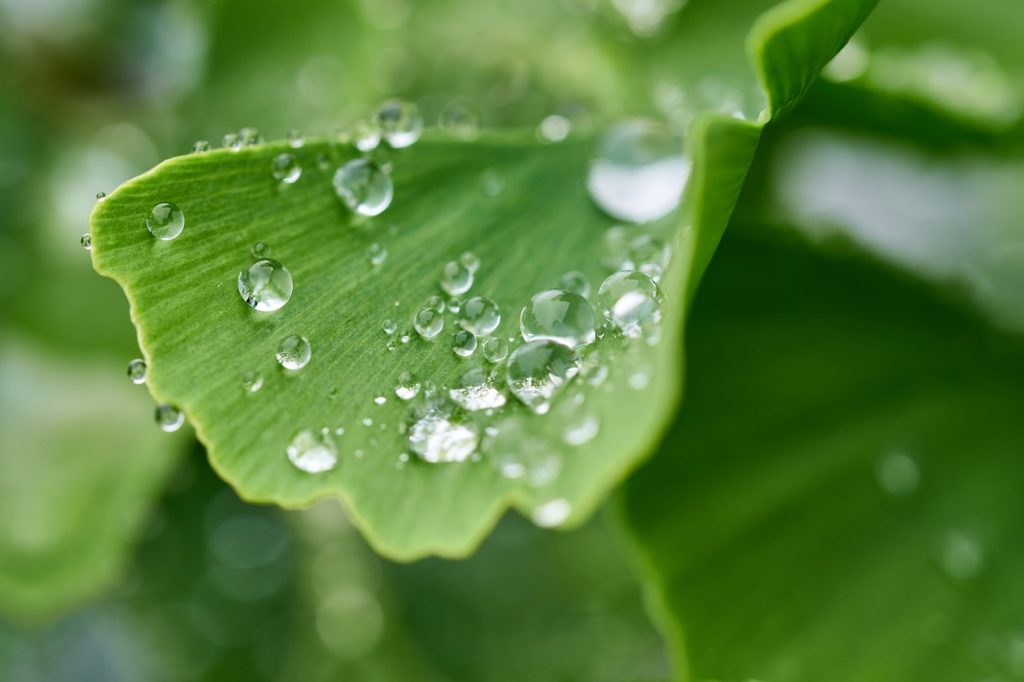 ginkgo, leaf, dew-6350293.jpg